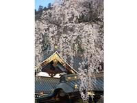 甲信越:身延山久遠寺のしだれ桜
