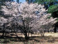 甲信越：富士桜