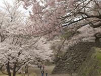 甲信越：懐古園（小諸城址）