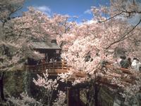 甲信越：高遠城址公園
