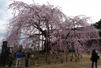甲信越:麻績の里 舞台桜