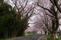 東海：境川堤の桜並木