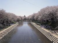 東海：新境川・桜