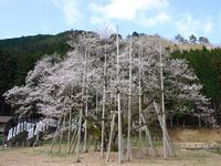 東海：淡墨桜