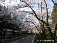 東海:寺尾ヶ原千本桜公園