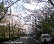 東海:寺尾ヶ原千本桜公園