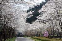 東海:寺尾ヶ原千本桜公園