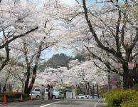 東海:寺尾ヶ原千本桜公園