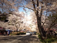 東海:寺尾ヶ原千本桜公園