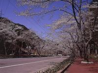 東海:寺尾ヶ原千本桜