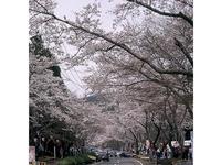 東海:寺尾ヶ原千本桜