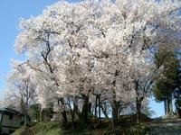 東海：賀茂神社・お旅所の桜