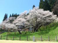 臥龍桜