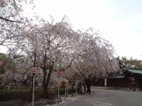 東海:三嶋大社
