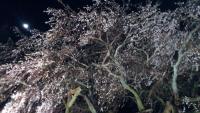 東海:奥山田のしだれ桜