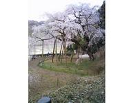 東海:奥山田のしだれ桜