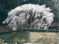 東海:奥山田のしだれ桜
