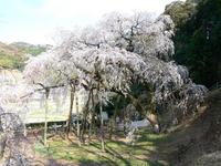 東海:奥山田のしだれ桜