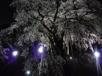 東海:奥山田のしだれ桜