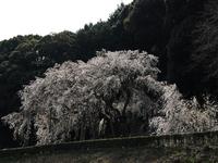 東海:奥山田のしだれ桜