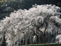 東海:奥山田のしだれ桜