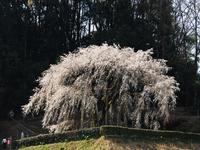 東海:奥山田のしだれ桜