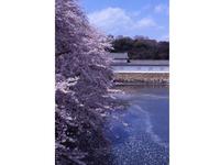 近畿・関西：彦根城の桜
