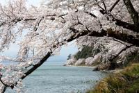 近畿：海津大崎