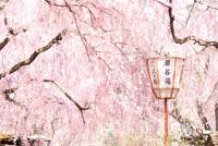 近畿：原谷苑