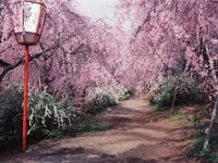 近畿・関西：原谷苑の桜