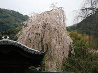 近畿・関西:高台寺