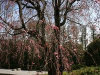 近畿・関西:退蔵院