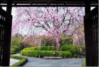 近畿:退蔵院