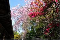近畿:退蔵院