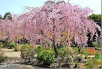 近畿：法金剛院
