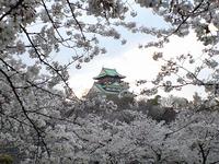 近畿・関西:大阪城公園