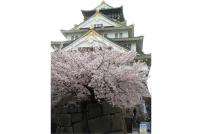 近畿:大阪城公園