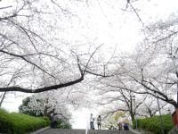 近畿:大阪城公園