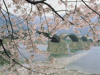 中国・山陰山陽：錦帯橋の桜