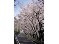 中国・山陰山陽：五条千本桜