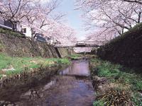 中国・山陰山陽：一の坂川の桜