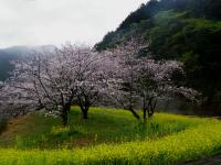 四国：翠波高原（別子翠波はな街道）