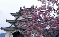 四国：宇和島城の桜
