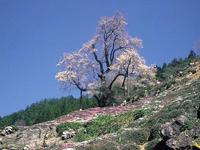 四国：ひょうたん桜