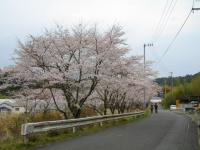 四国：大坂の桜並木