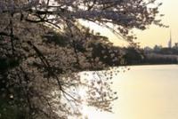 九州：舞鶴公園(福岡城跡)
