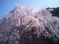 九州 ： 田ノ頭郷のしだれ桜