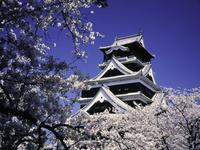 九州：熊本城・桜