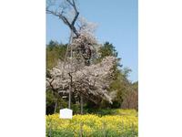 九州：魚見桜